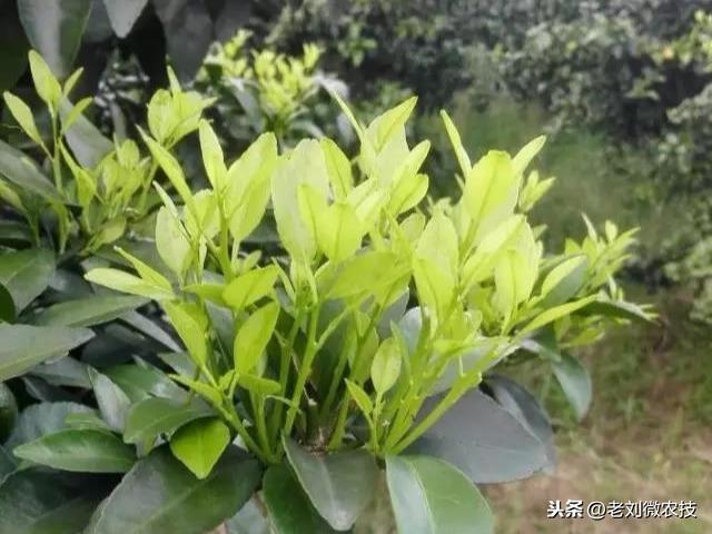 柑橘芽的種植手藝_新會柑樹苗幾天可施肥辦法