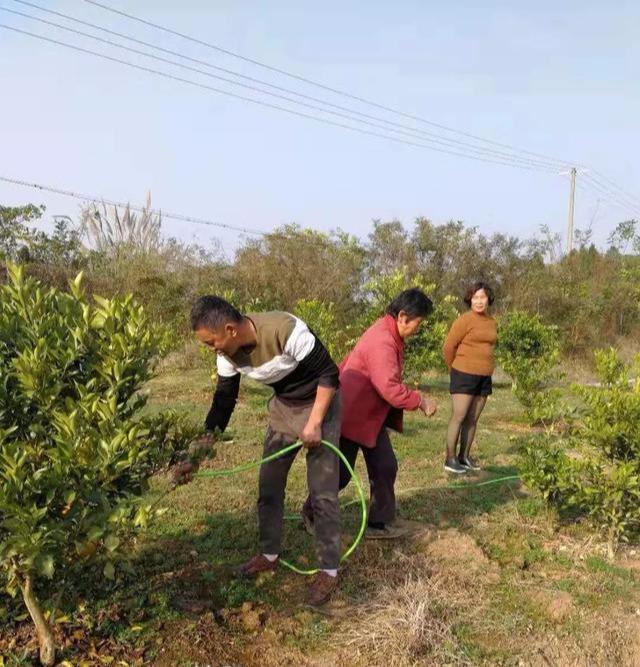 加強(qiáng)柑橘樹病蟲害防治保水_水分過多裂果怎么辦