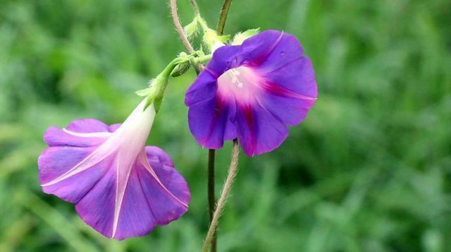 牽牛花的花語和象徵,女生送男生牽牛花代表什麼?