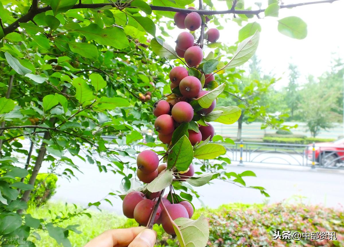 路边绿化带的海棠果能吃吗,海棠适合在山东种植吗?