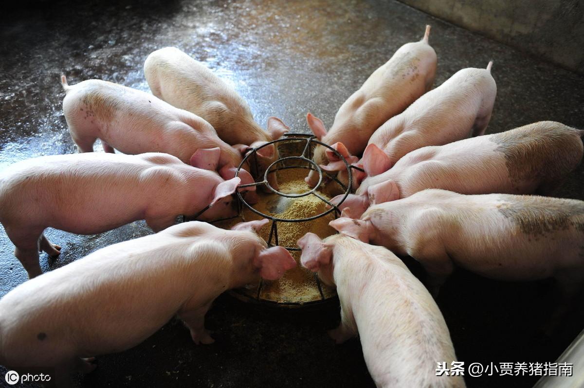 猪养殖用什么饲料比较好(猪饲料豆粕能超量添加吗)