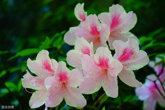 元稹一首冷门桃花诗，寥寥几笔写出对亡妻的思念，平淡中蕴含深情