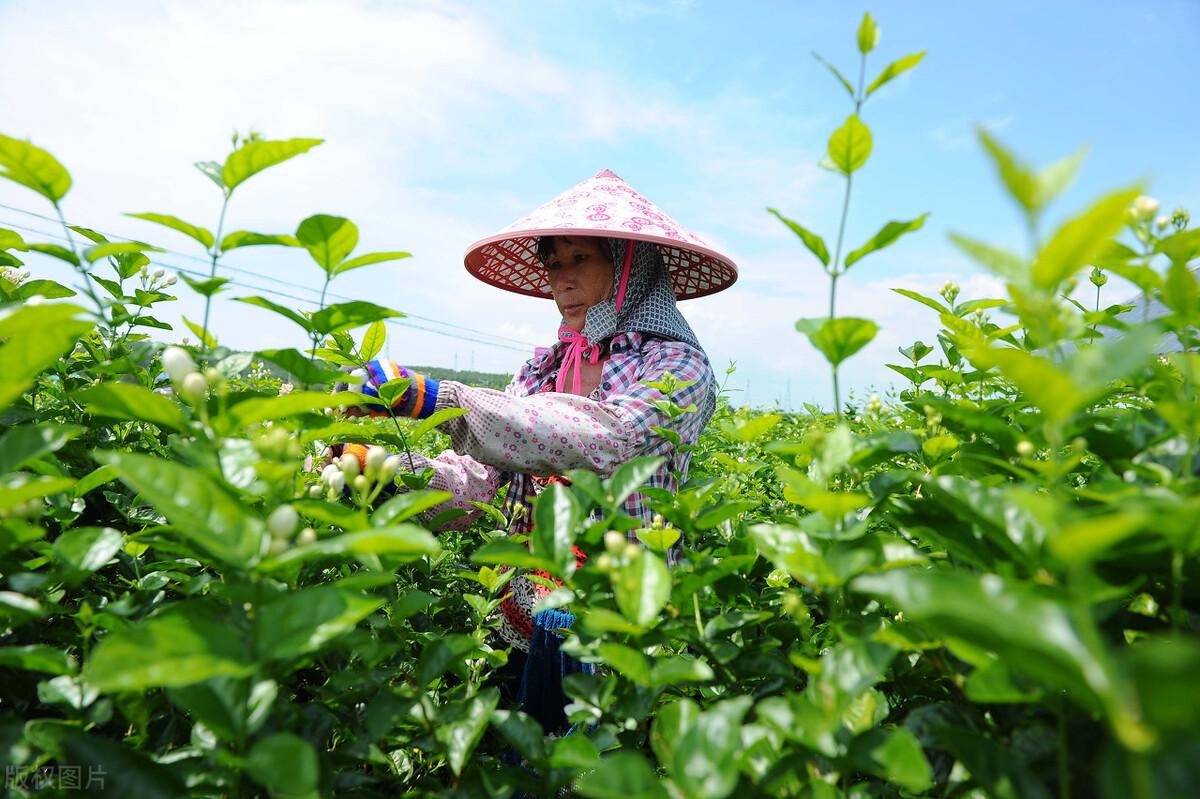 友谊送什么花好,宝马525Li和530Li该怎么选?