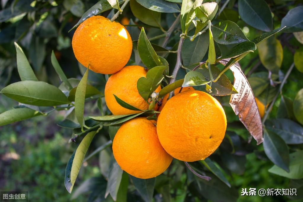 柑橘栽培及病蟲(chóng)害辦理計(jì)劃_柑橘苗的栽植體例有哪幾種