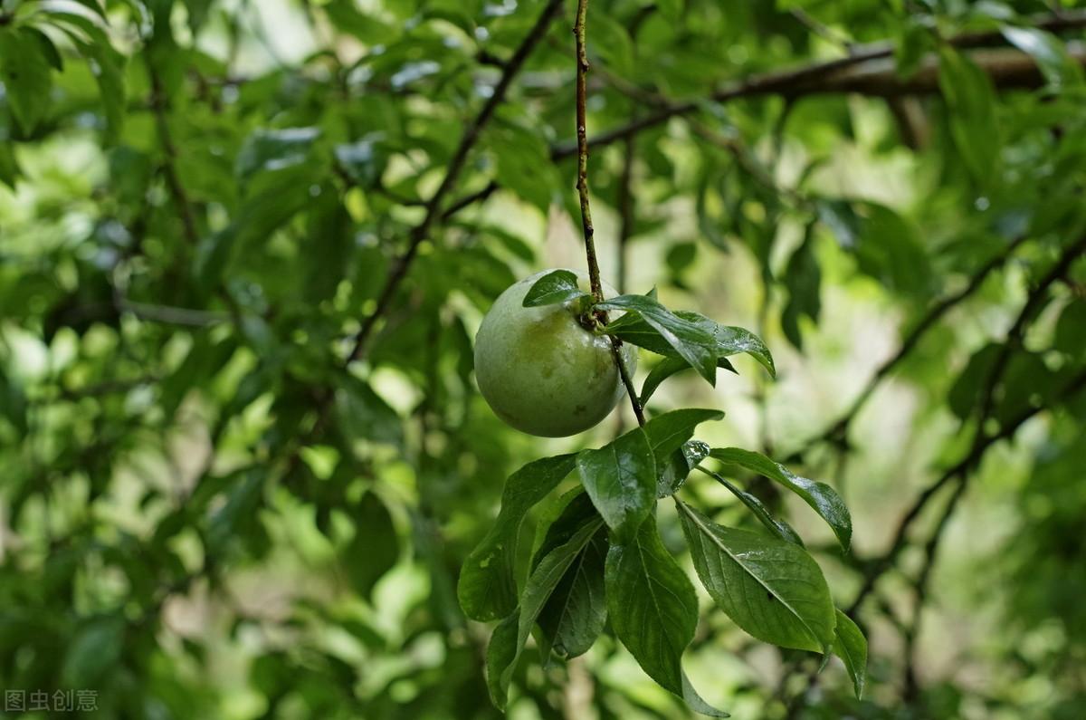 三華李柑橘怎么防病蟲(chóng)害_三月李和銀妃三華李哪個(gè)好辦理