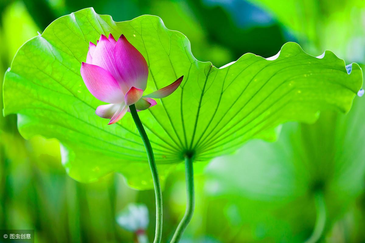 蔷薇花的风水_家里栽月季花好不好