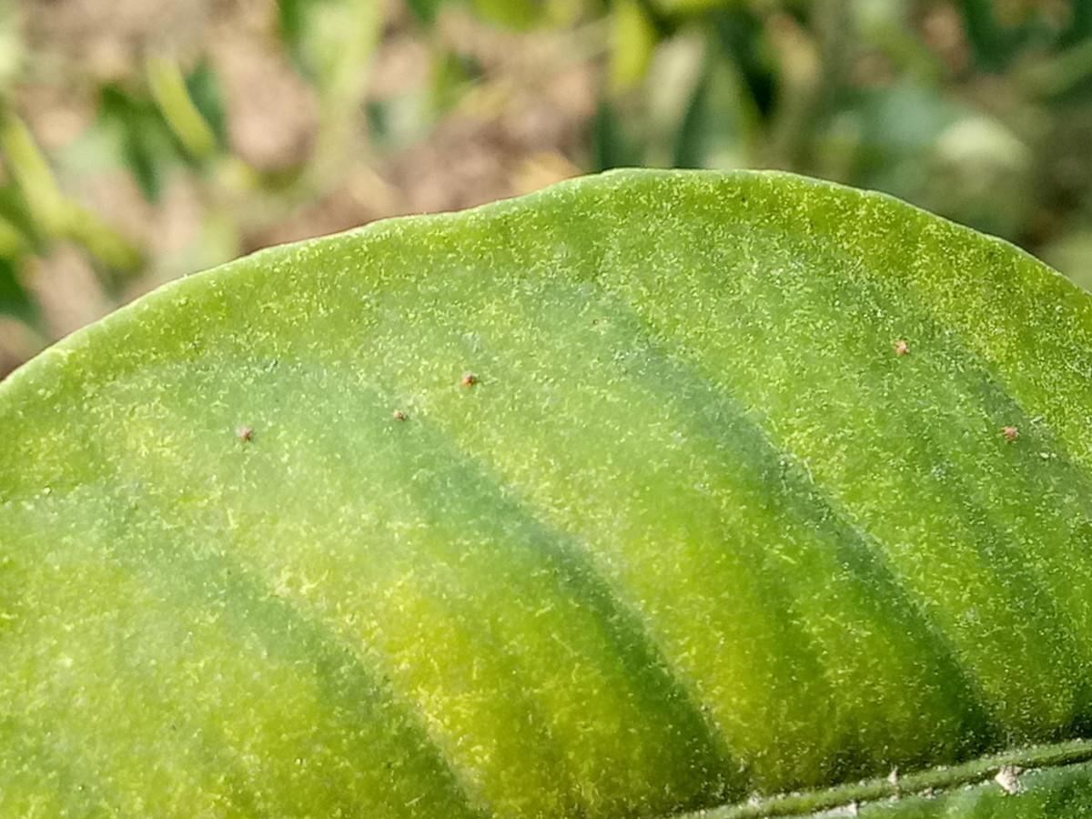 柑橘灰霉病的種植手藝與辦理_沃柑呈現(xiàn)了花皮果