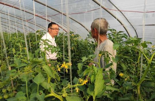 农村大爷种植特色番茄，目标年赚10万元，不走寻常路被邻居嘲笑