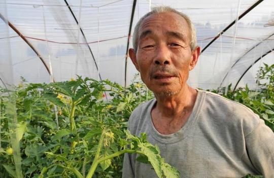 农村大爷种植特色番茄，目标年赚10万元，不走寻常路被邻居嘲笑