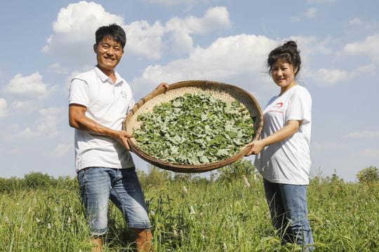 河南80后夫妻“憨大胆”辞职回村种“野草”，5年后营收1千万