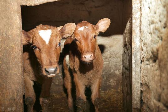 在农村养牛赚钱吗？一头牛一年利润5000，高了还是低了？