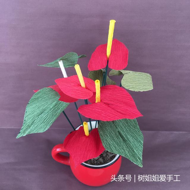 火鹤花有毒吗 花语,康乃馨百合花红掌牡丹菊花水仙花的花语是什么?