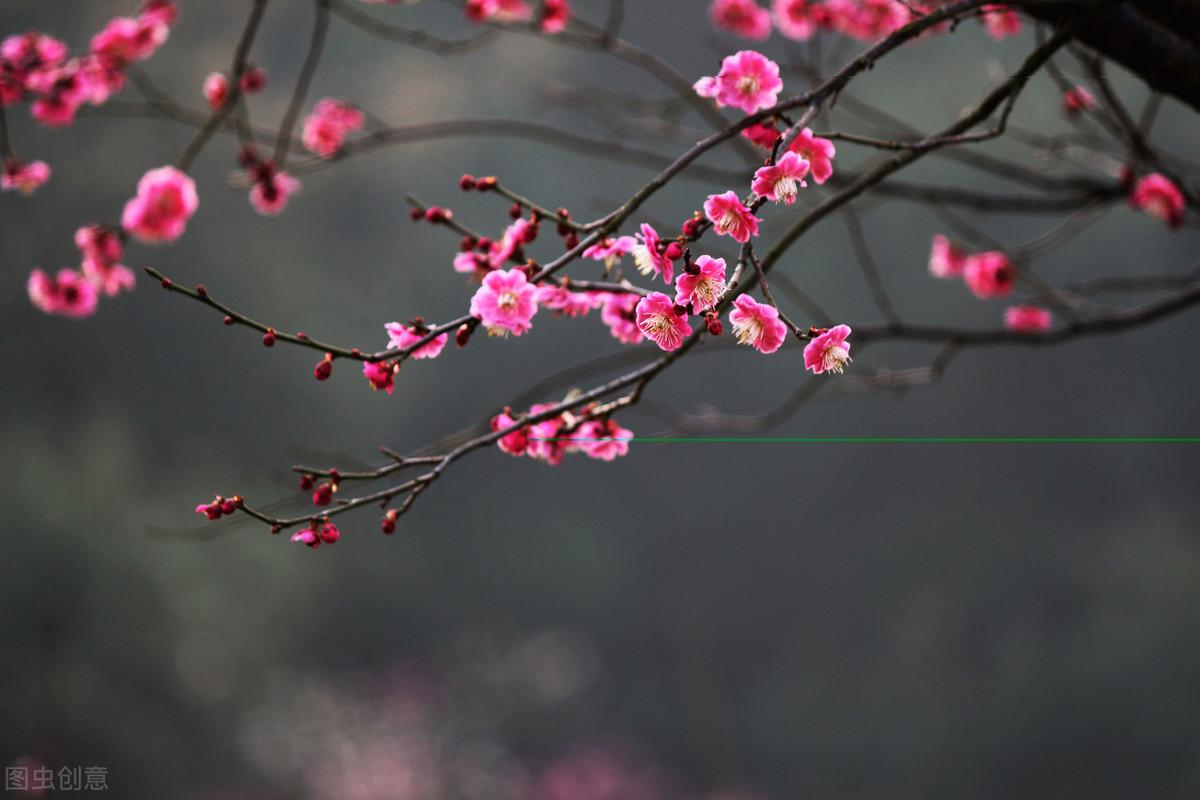 腊梅种子的种植方法和时间,腊梅花可以在二月份进行嫁接吗?