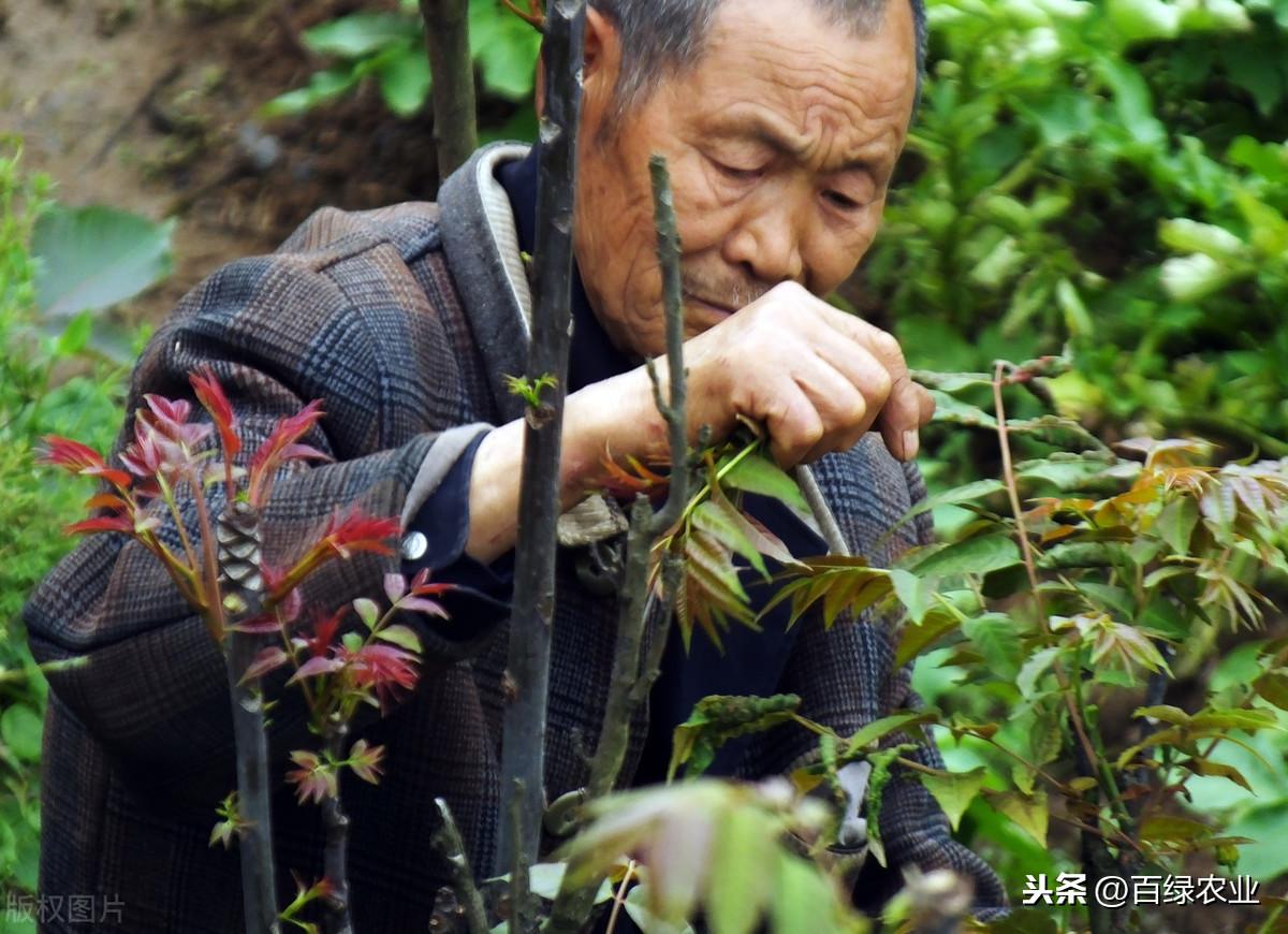 盆栽种植香椿树土壤,香椿种植技术?