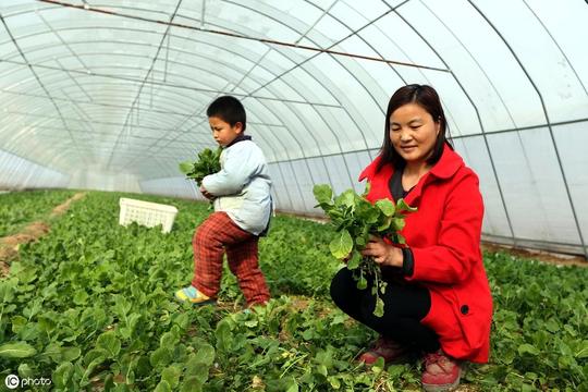 农民工回农村创业，在农村种植什么野菜好？要怎么种植？