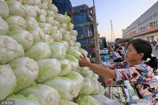 白菜终于混成自己的样子，把自己卖成了“白菜价”，菜农欲哭无泪