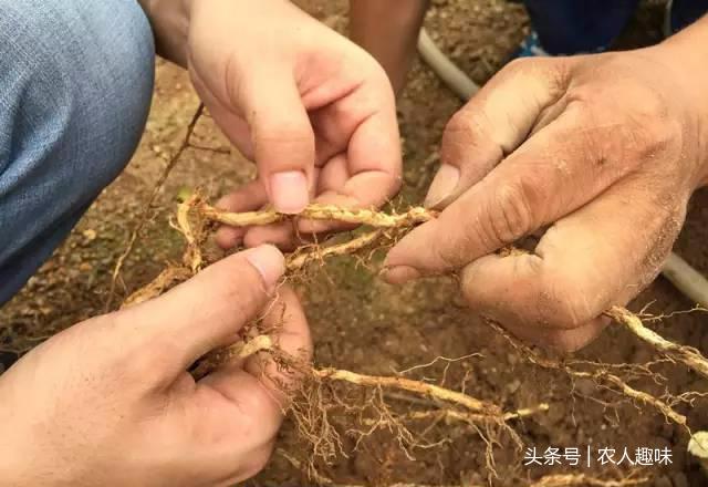 柑橘限根種植手藝_柑橘樹什么時(shí)候深耕為好