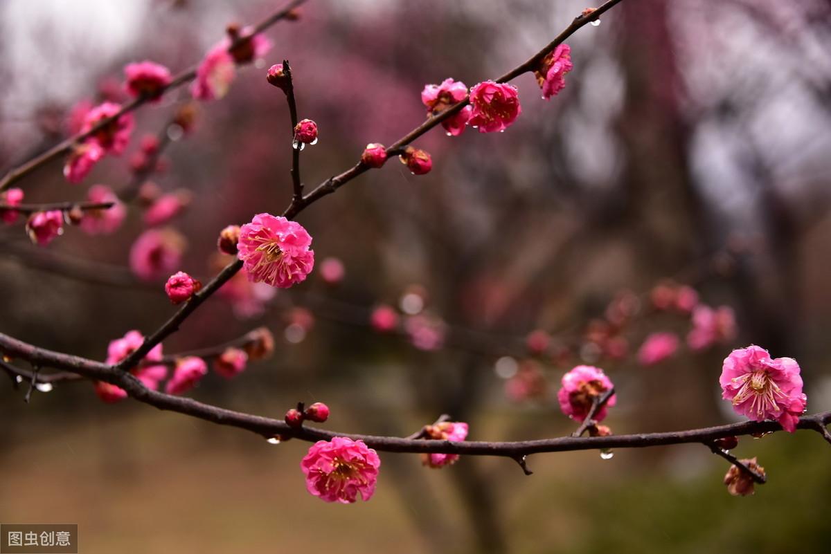 盆栽梅花花期有多少时间,梅花几点开花?"