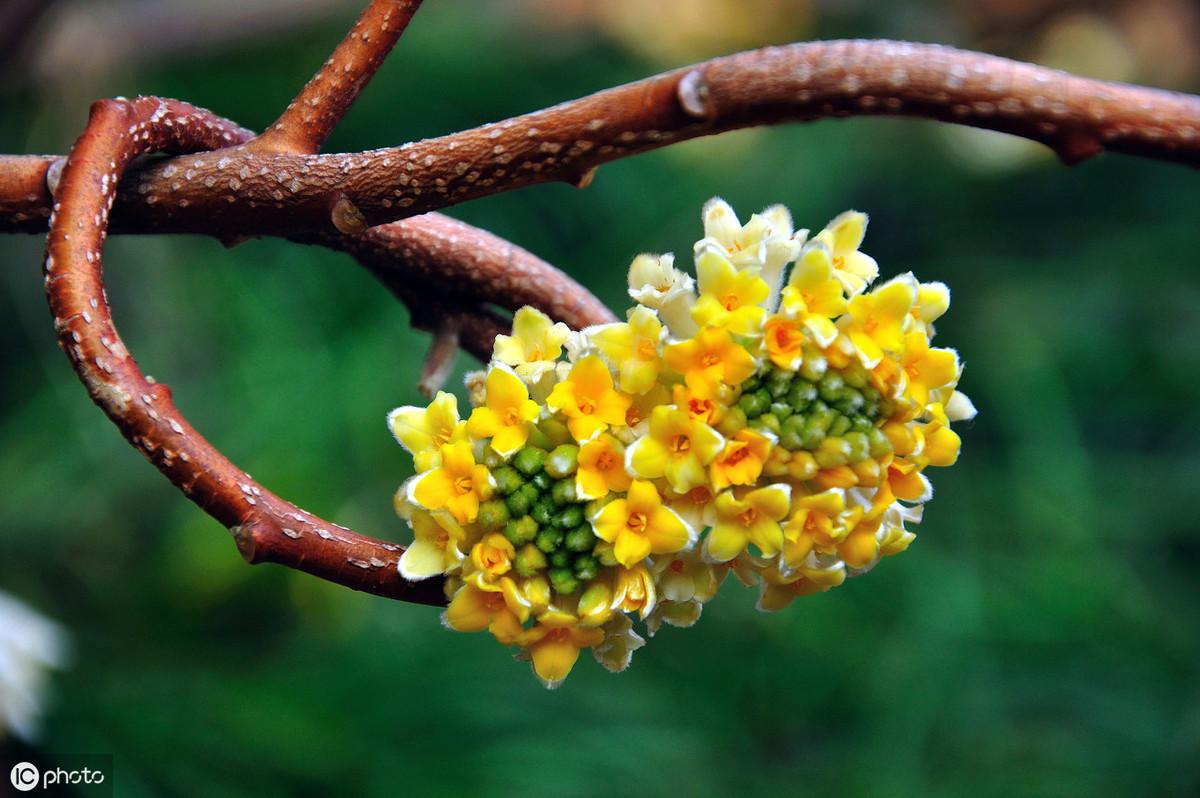 灯笼花花语,世界上真的有佛铃花吗?