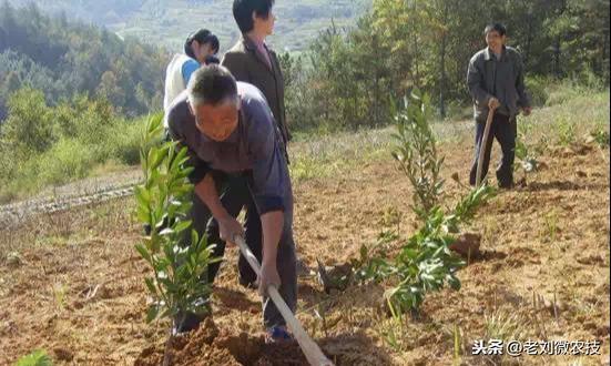 山坡種植柑橘建園手藝_云南種什么品種的柑橘比力好