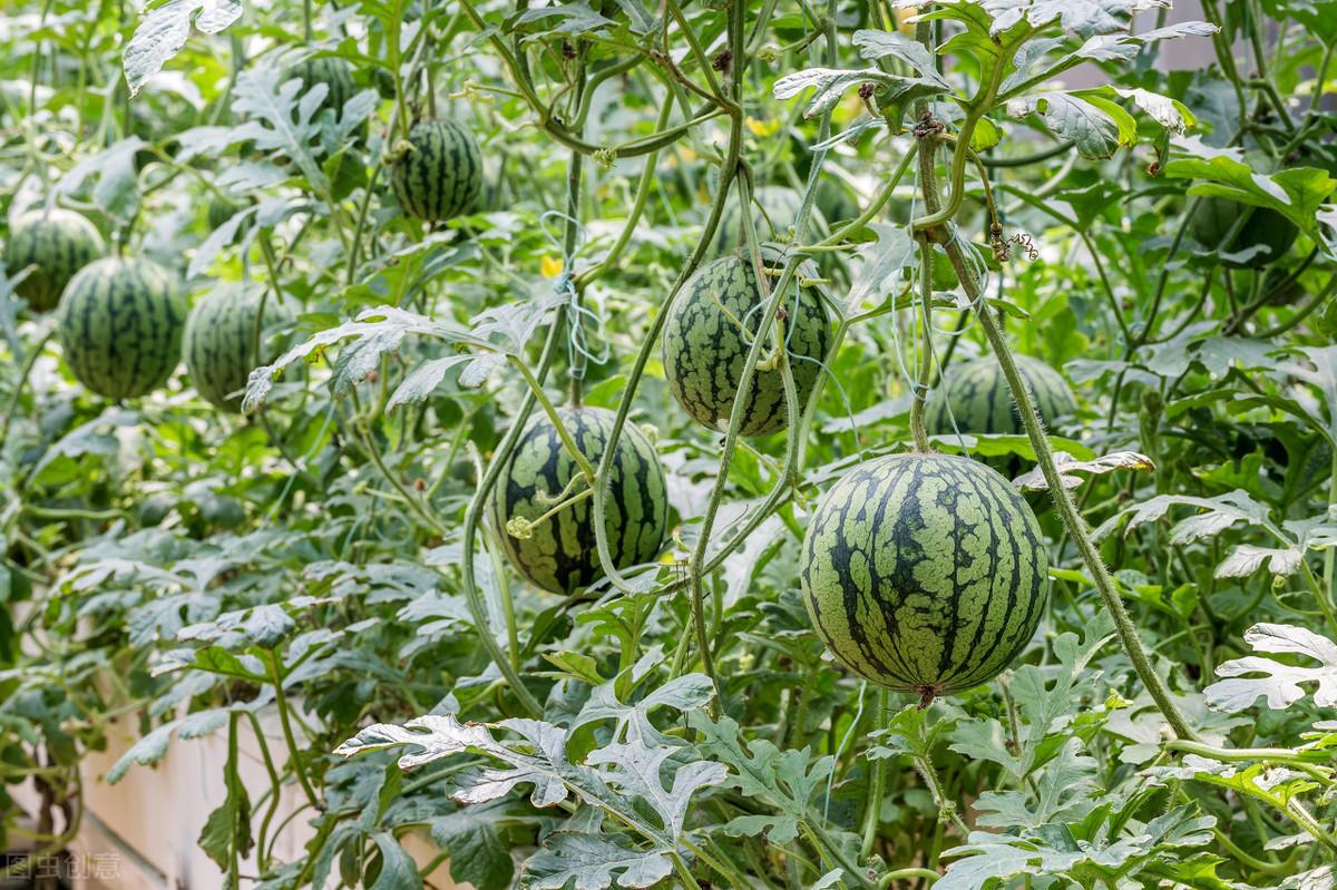 西瓜种植方法与管理,种植西瓜在嫁接后?