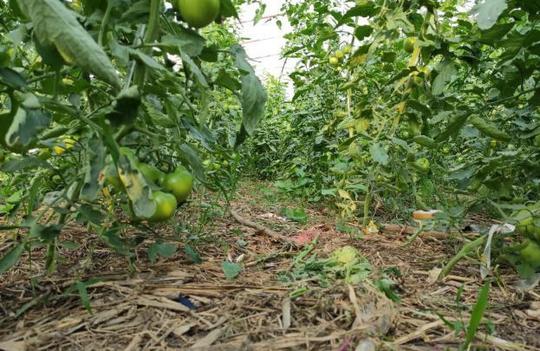农村大爷种植特色番茄，目标年赚10万元，不走寻常路被邻居嘲笑