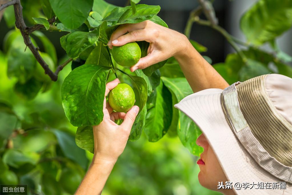 8月份柑橘病蟲害_柑桔樹主干流白色泡沫是蟲仍是病