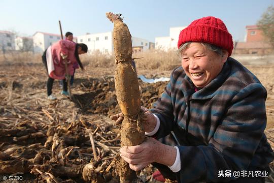农村种这个很抢手，大娘一亩赚了1万多，是啥值钱物，这么赚钱！