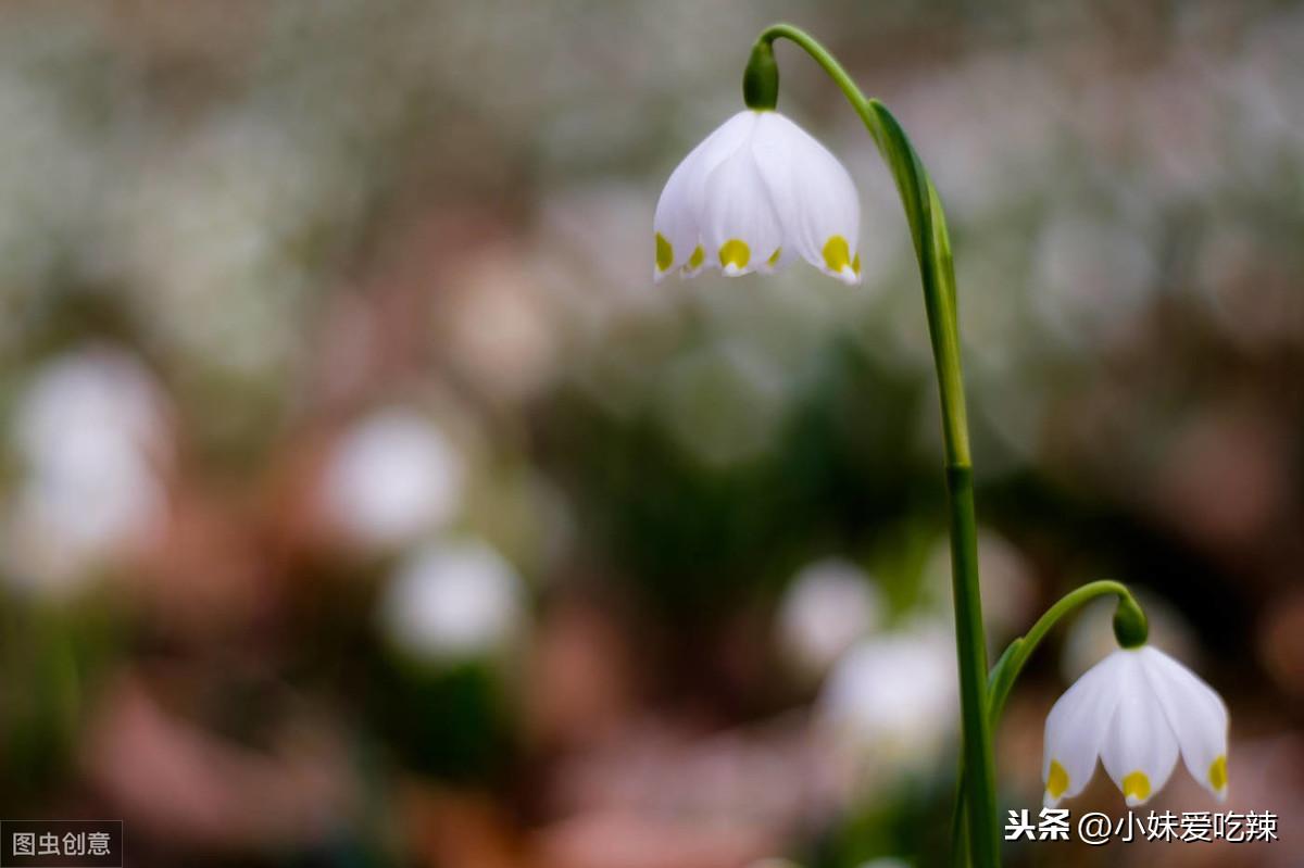 水仙百合的花语,水仙百合有毒吗?