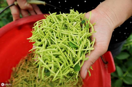此树苗，亩产500斤，每斤100元！到底是致富项目还是种植骗局？