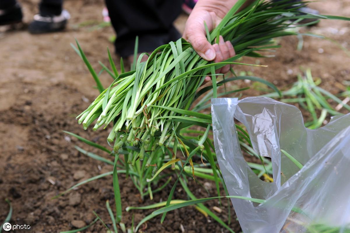 韭菜种植时间及方法,徐州韭菜种植时间?