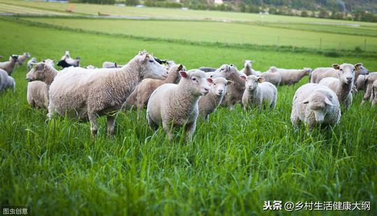 农村四万元来养羊，能赚钱吗？听十年养殖户分析，简单明了，秒懂