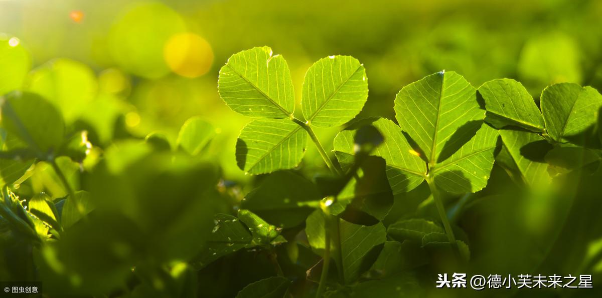 描写迎春花的句子,花虽平凡的句子?