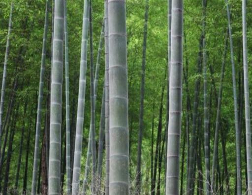 手上有五亩坡地，种子什么最好？过来人：这几种选择，不妨试试