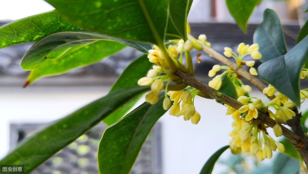 桂花树栽培,桂花种植大棚怎么建造?