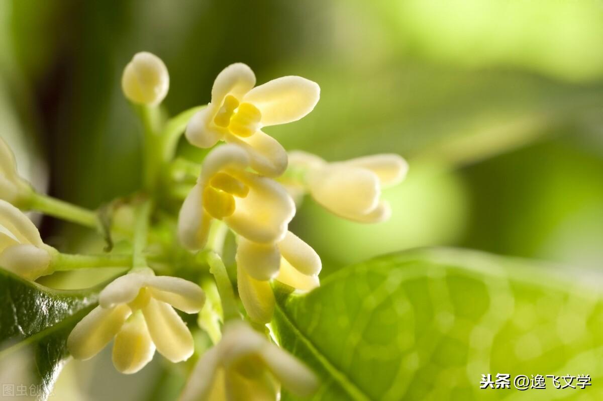 八月桂花香在线观看,八月十五桂花香原唱歌曲?