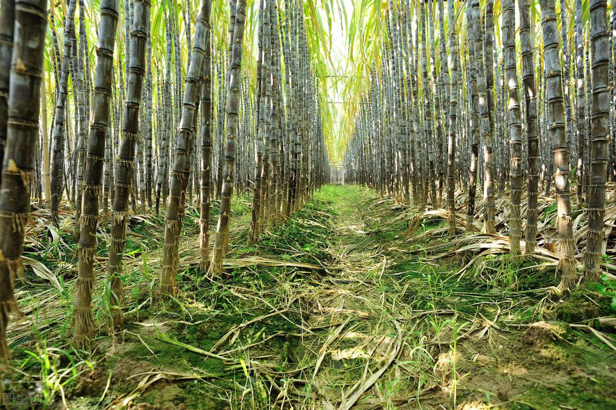 甘蔗种植技术和管理,盆栽甘蔗需要多深的盆?