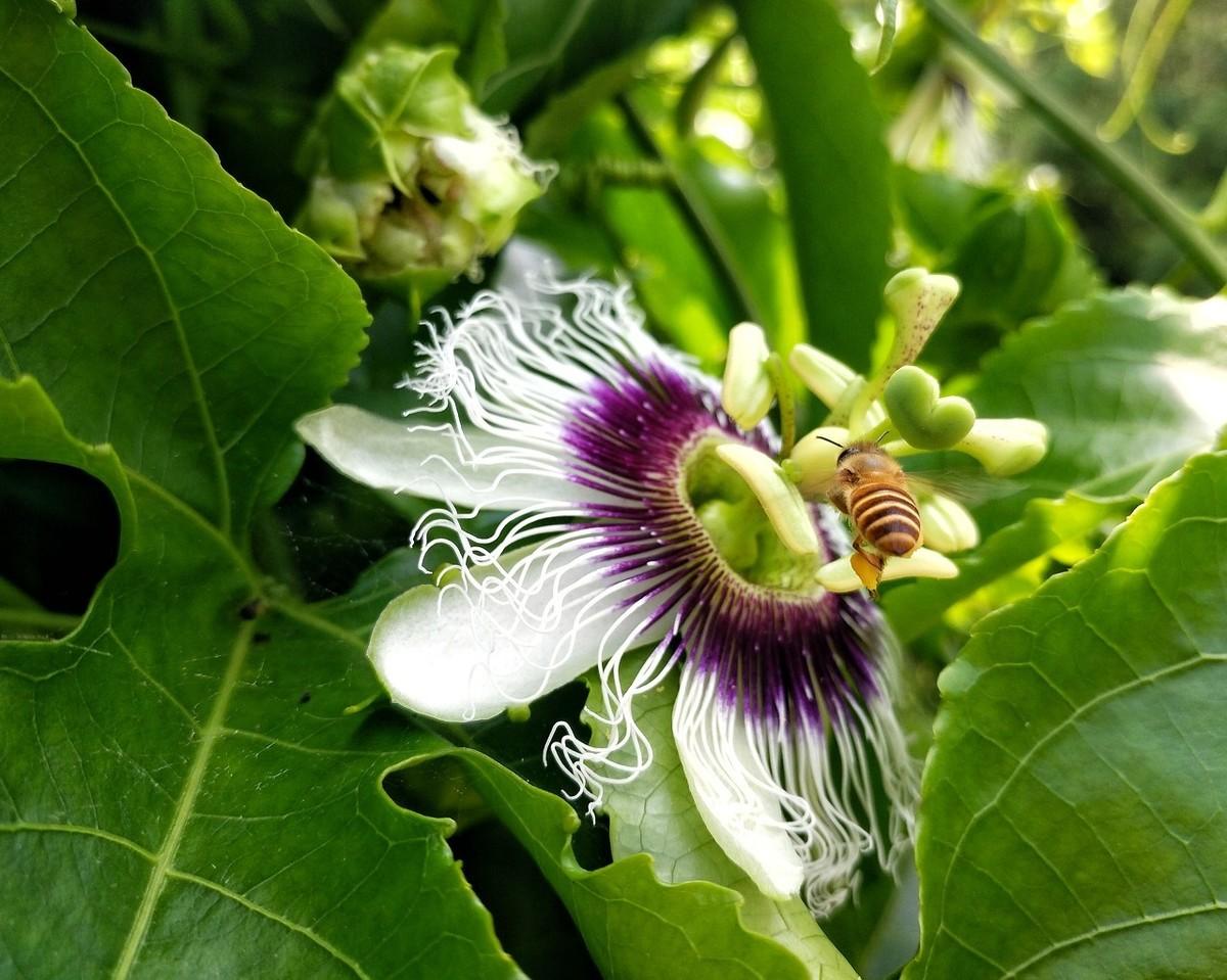 盆栽百香果怎样授粉,百香果有花蕾但不开?