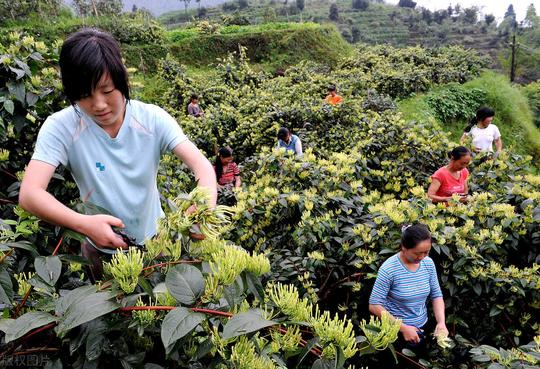 传统农业模式正在改变！定制农业是套路还是出路？