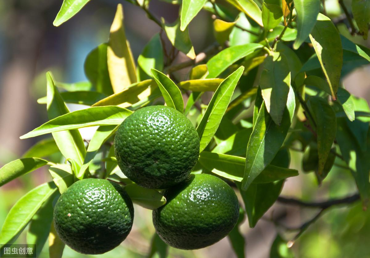 無農(nóng)藥種植柑橘手藝_柑橘中農(nóng)藥多菌靈的殘留限量是幾