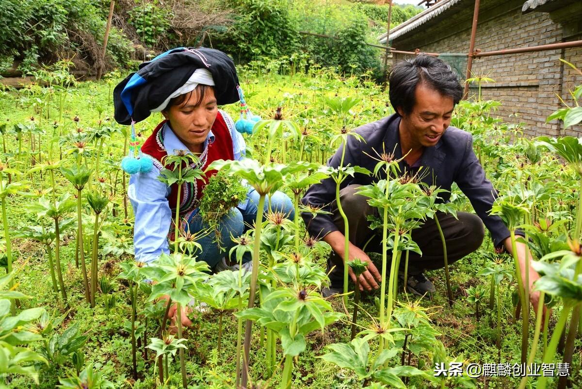 重樓畝產量多少斤乾貨農村種植致富都有哪些好項目