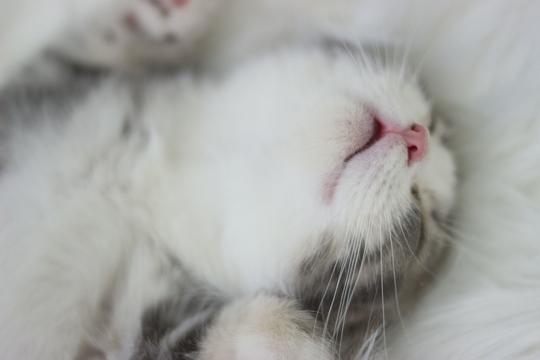 猫咪遇上猫薄荷会狂躁翻滚？关于猫咪的趣味冷知识，你知道多少