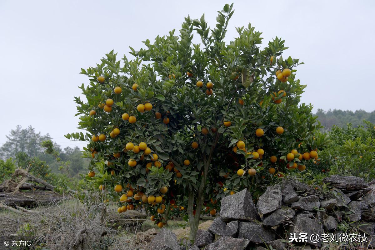 柑橘果樹種植手藝要求_各人若何種柑橘的