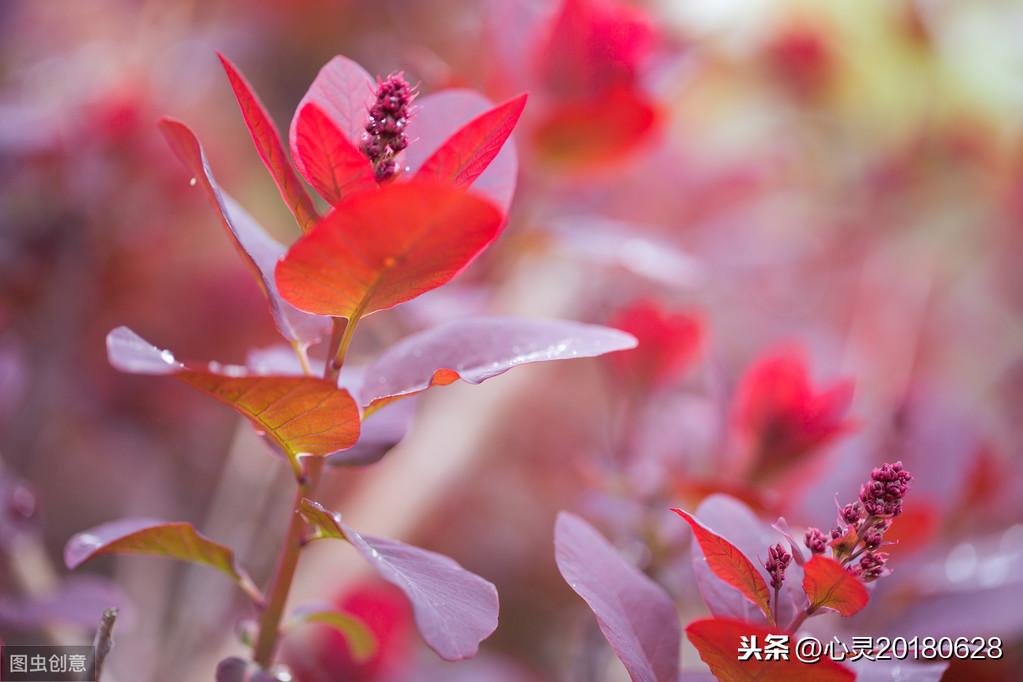 空气凤梨花语,过年花语?"