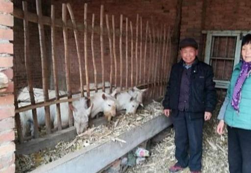在农村，“养牛和养羊”哪个赚钱？听完内行人分析，知道怎么选了