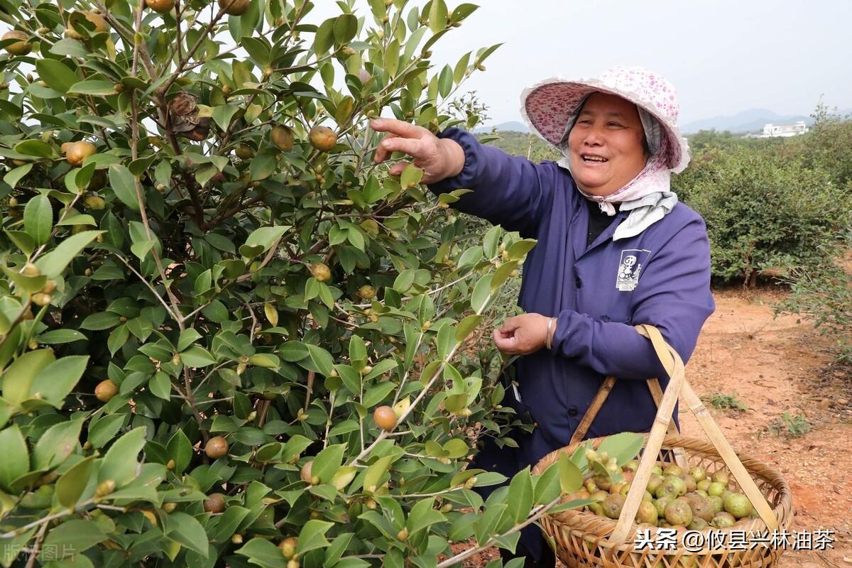 油茶种植时间,油茶施肥最佳时间?"