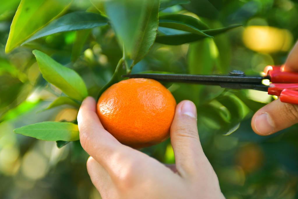 柑橘栽培手藝的種植時(shí)間_柑桔盆景生樁栽植辦法及時(shí)間