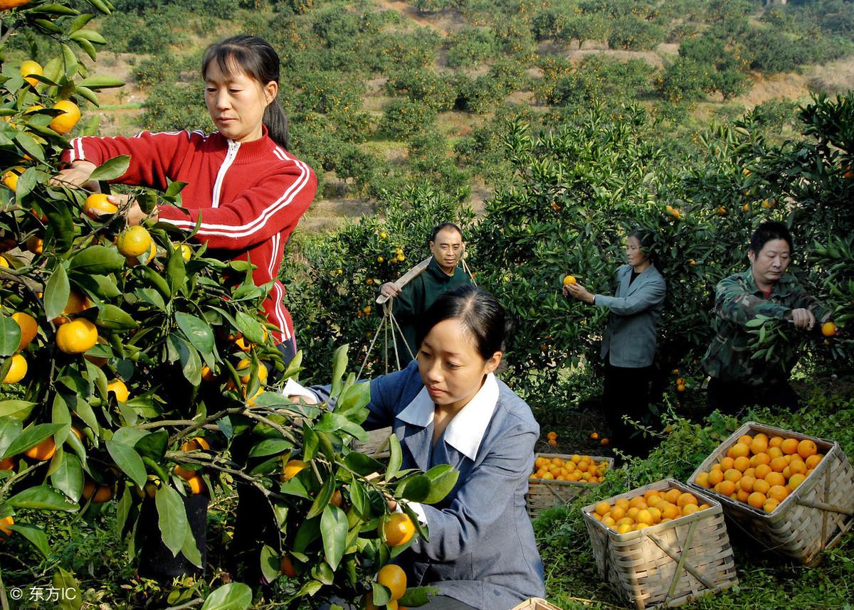 柑橘采摘期間病蟲害防治_為什么種植柑橘大苗要鏟斷大根