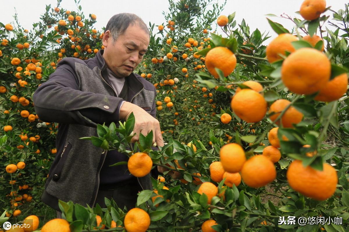 3月份柑橘病蟲(chóng)害防治_10月份柑橘落果嚴(yán)峻