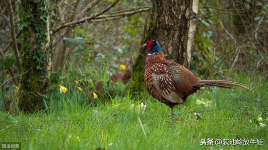还在愁没有好的项目做吗？农村养殖业致富项目山鸡养殖赚了2个亿
